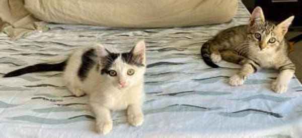 Teddy und Mousy aus dem Tierschutz