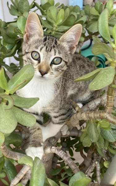 Teddy und Mousy aus dem Tierschutz