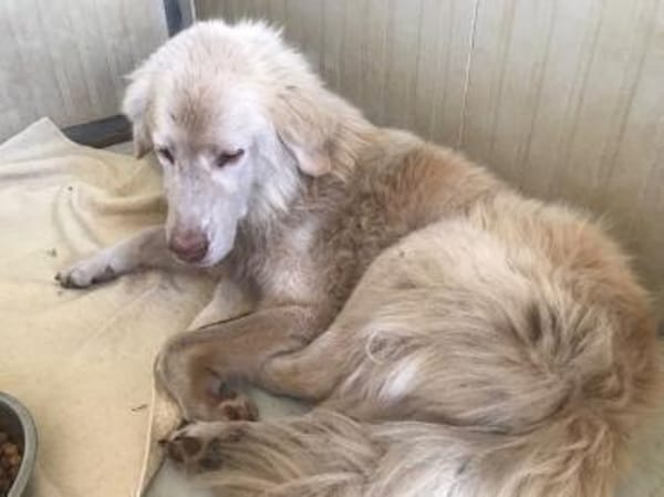 Geben Sie Senior Rocky eine Chance?
