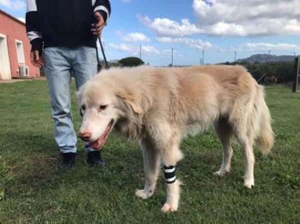 Geben Sie Senior Rocky eine Chance?