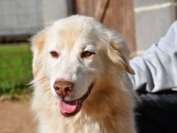 Geben Sie Senior Rocky eine Chance?