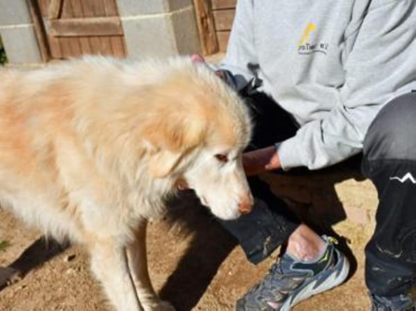 Geben Sie Senior Rocky eine Chance?