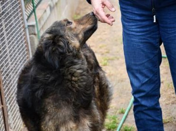 Zauberhafte Mona sucht Ihr Zuhause