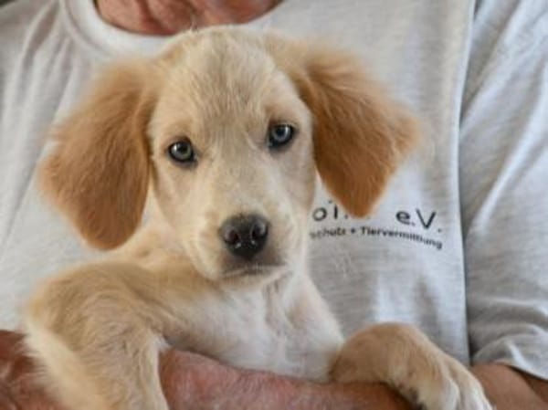 Passendes Zuhause für Punto gesucht