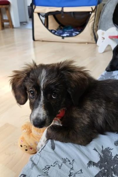 Socke, kleine Welpenhuendin braucht Dich