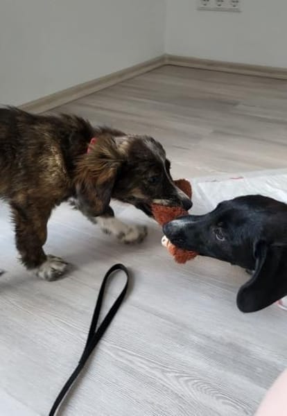 Socke, kleine Welpenhuendin braucht Dich