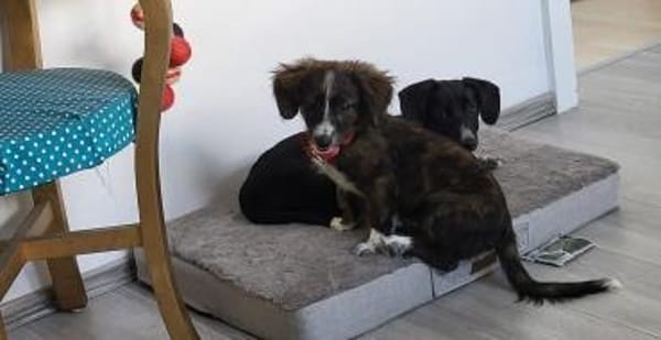 Socke, kleine Welpenhuendin braucht Dich