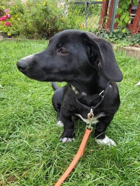 Pebbles, kleiner Welpe sucht sein Glück