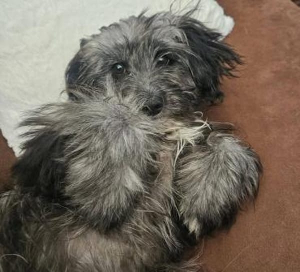Kleiner Peanut sucht ihre Familie