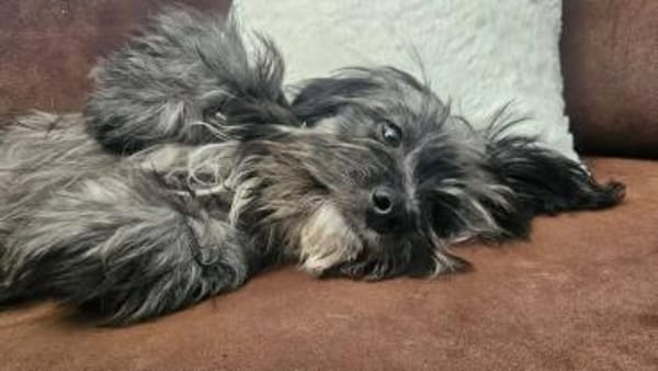 Kleiner Peanut sucht ihre Familie