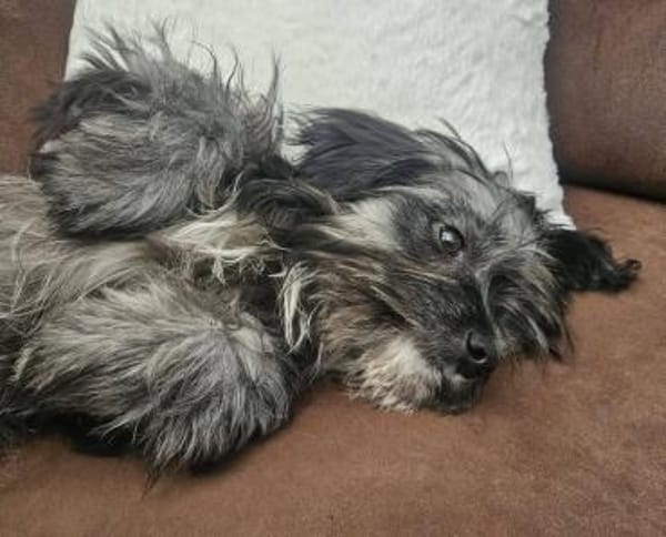 Kleiner Peanut sucht ihre Familie
