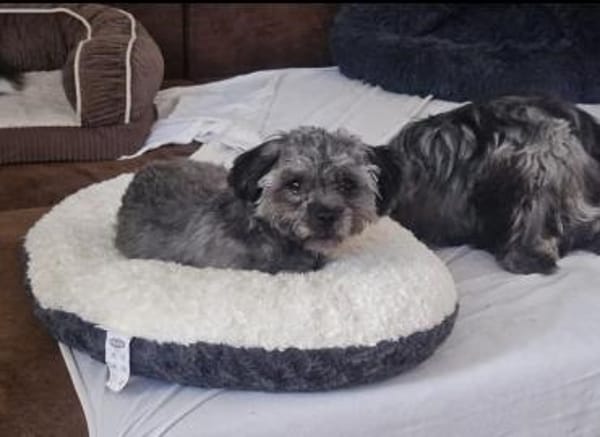 Kleiner Peanut sucht ihre Familie