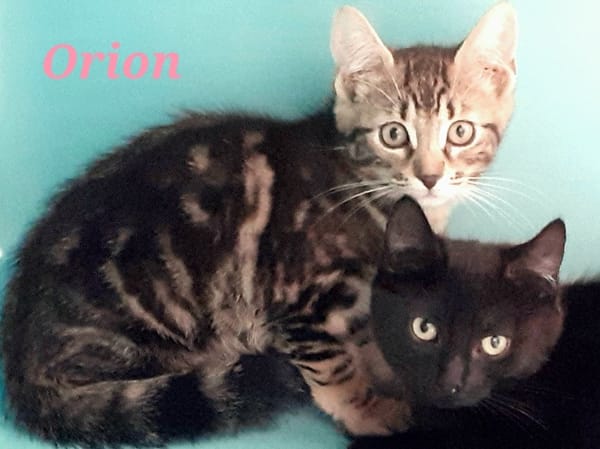 Orion