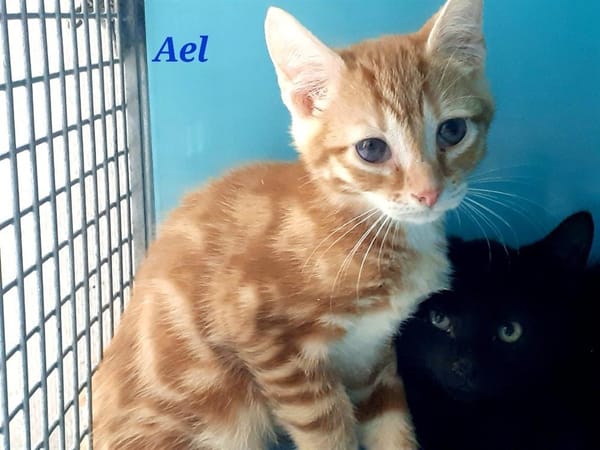 Aêl