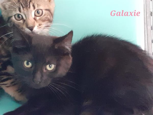 Galaxie