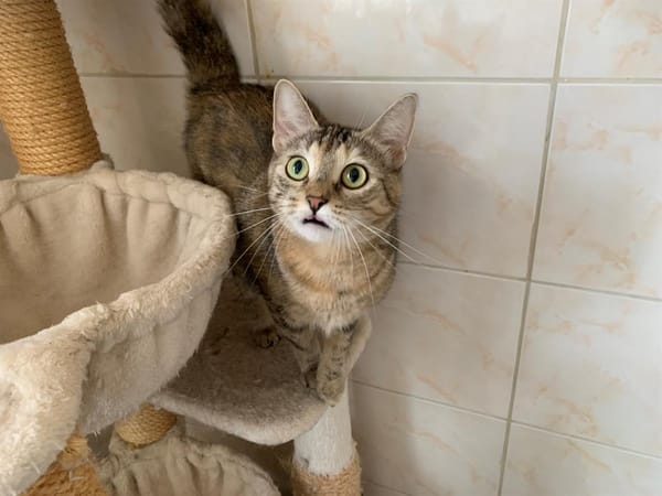 Titi
