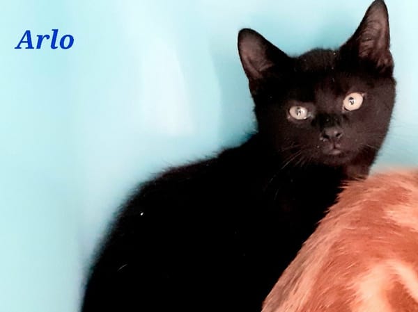 Arlo