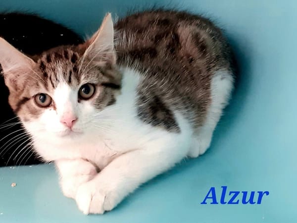 Alzur