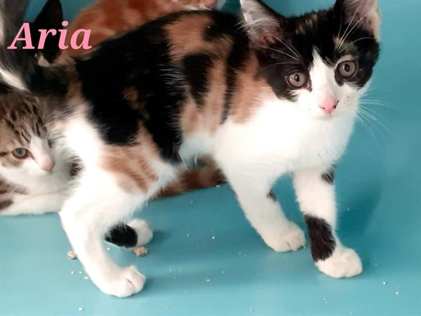 Aria