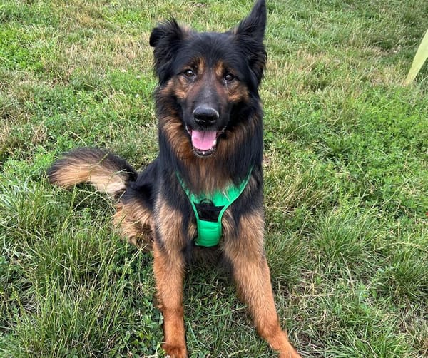 REX