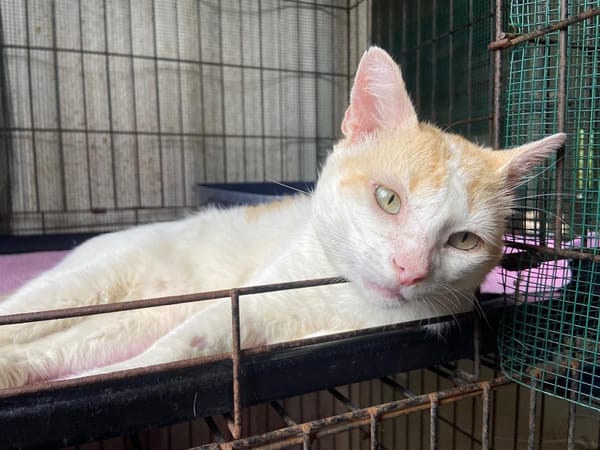 SANGA ( FIV+)