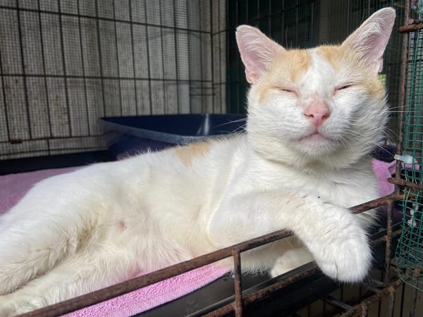 SANGA ( FIV+)