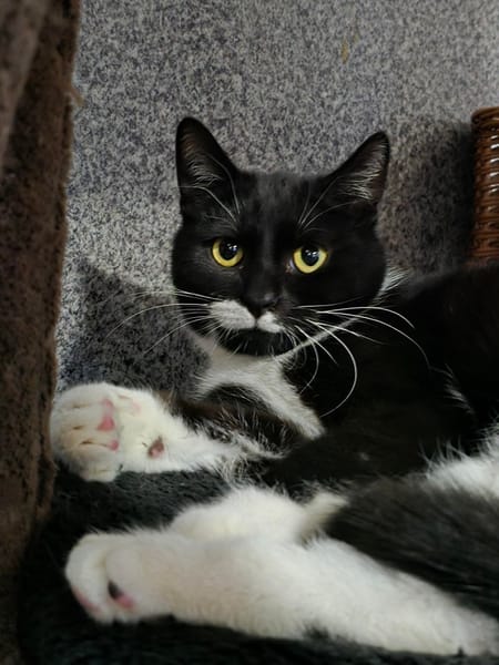 Oreo