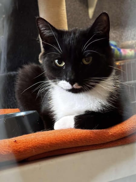 Oreo