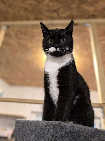 Oreo
