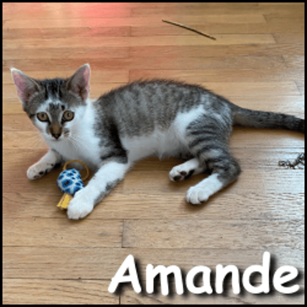 Amande