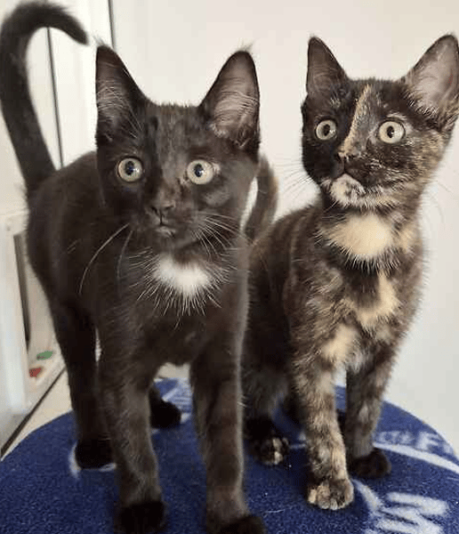 Imogen & Isobel
