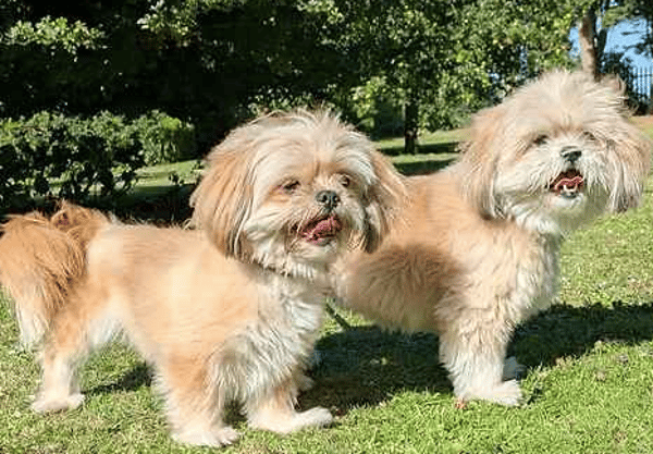 Cleo and Darcy