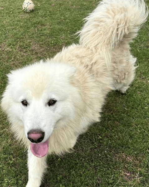 Samson