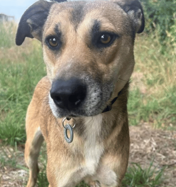 Perla