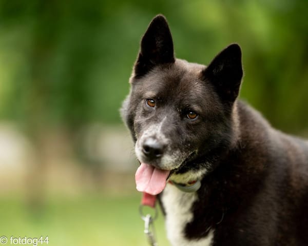 Inu