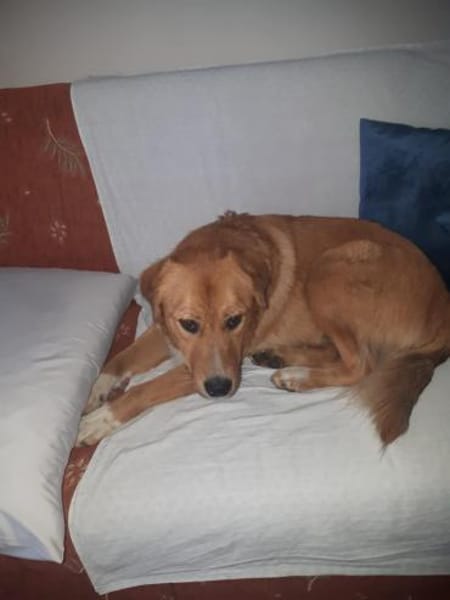 Medo- Kuschelbär sucht seine Menschen!