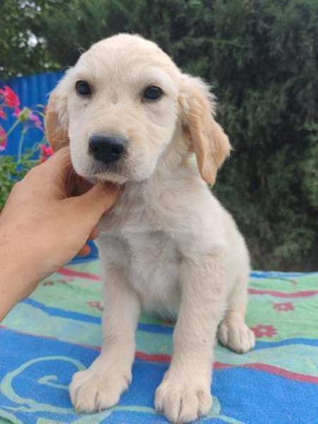 Frida, verkuschelte Welpendame, 3M 816