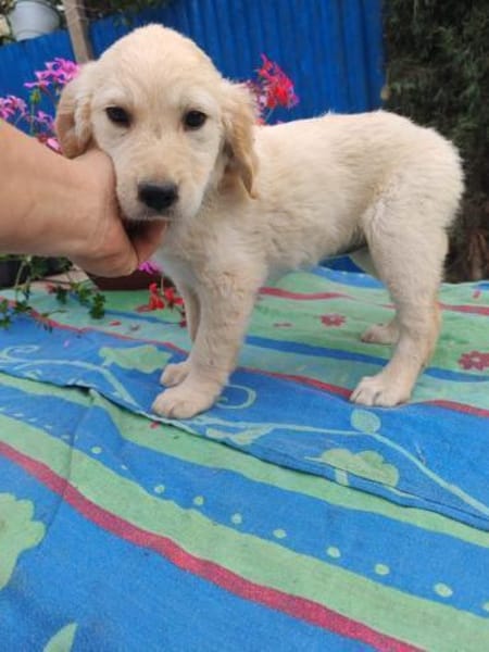 Frida, verkuschelte Welpendame, 3M 816