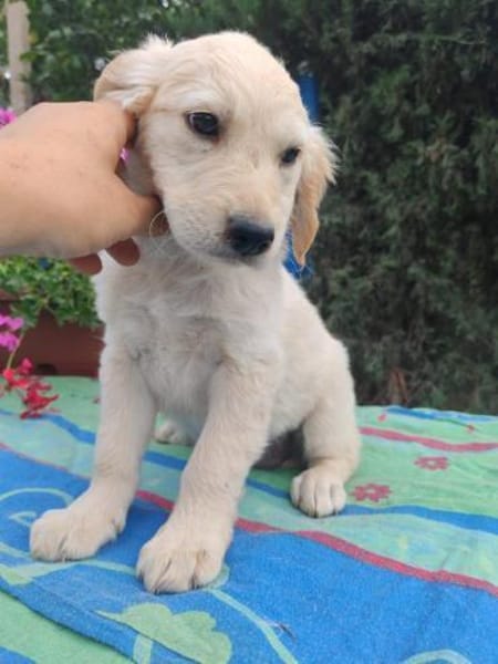 Frida, verkuschelte Welpendame, 3M 816
