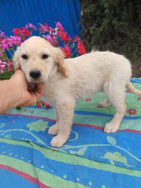 Frida, verkuschelte Welpendame, 3M 816