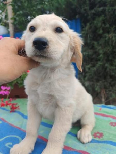 Frida, verkuschelte Welpendame, 3M 816