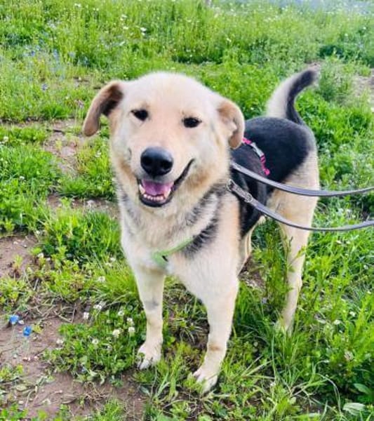 Seelenhund Tristan sucht ein Zuhause