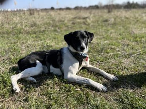 Traumhund sucht sein Glück