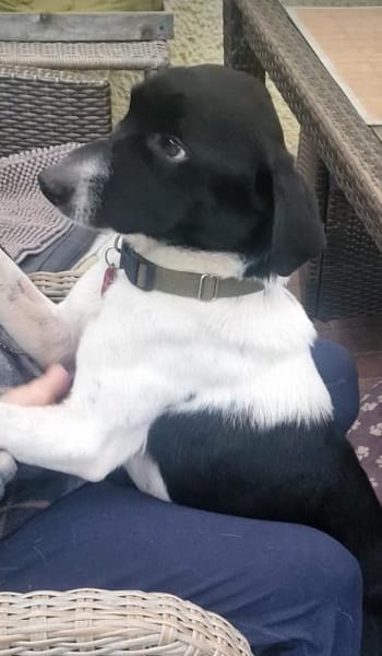 Traumhund sucht sein Glück
