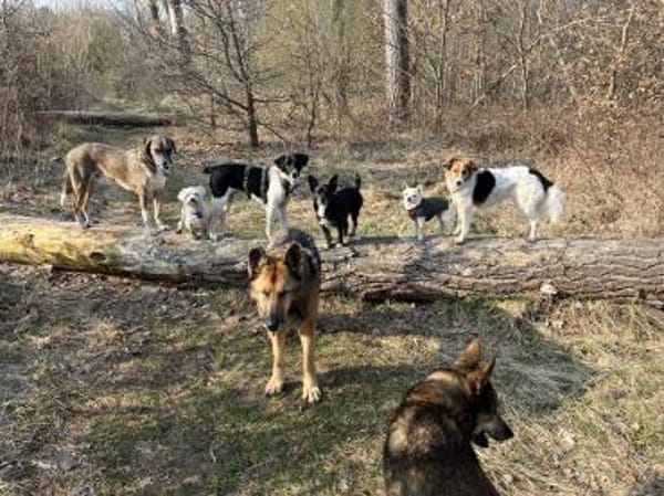 Traumhund sucht sein Glück