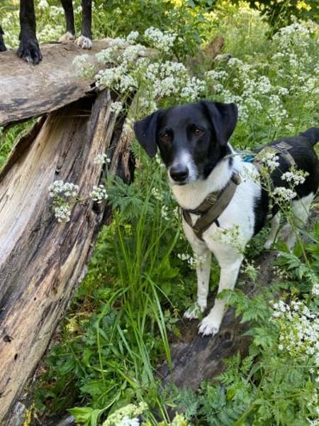 Traumhund sucht sein Glück