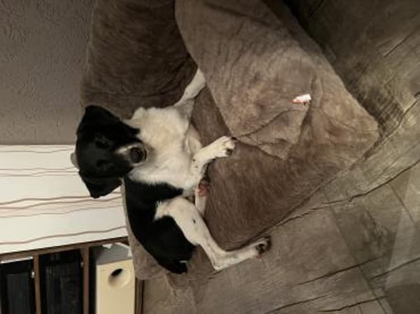 Traumhund sucht sein Glück