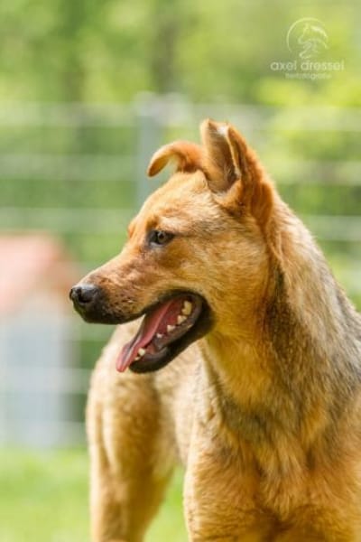 WENDY aus Italien sucht ihr zu Hause