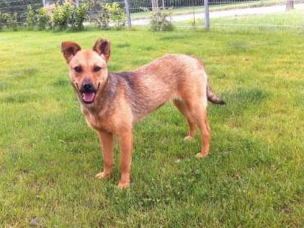 WENDY aus Italien sucht ihr zu Hause