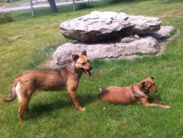 WENDY aus Italien sucht ihr zu Hause